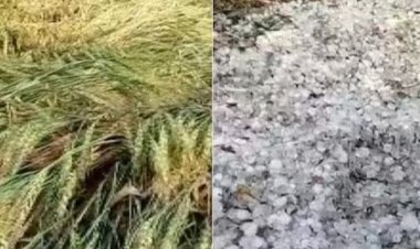 बारिश-ओलावृष्टि से हरियाणा में गेहूं और सरसों को काफी नुकसान, यूपी के कई इलाके भी चपेट में