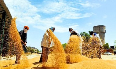 गारंटी का हाल, एमपी-राजस्थान में किसानों को 2700 की बजाय 2400 रुपये मिलेगा गेहूं का भाव