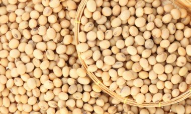 संकट में सोयाबीन के किसान, एमएसपी से नीचे गिरे दाम