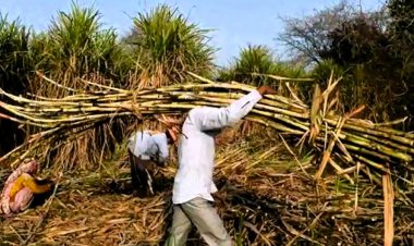 यूपी में जल्द हो सकता है गन्ना मूल्य का ऐलान, भाव 400 पार होने का इंतजार