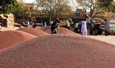 सरसों का भाव एमएसपी से 900 रुपये तक गिरा, किसानों को सरकारी खरीद का इंतजार