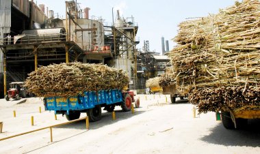 चीनी उत्पादन में उत्तर प्रदेश दूसरे नंबर पर, महाराष्ट्र में उत्पादन बढ़ने का अनुमान