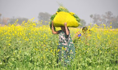 सरसों के रिकॉर्ड 120 लाख टन उत्पादन का अनुमान, उपज में 35% तक बढ़ोतरी संभव