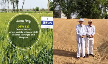 गेहूं की डीबीडब्ल्यू 327 किस्म ने बनाया उपज का रिकॉर्ड, प्रति एकड़ 33.70 क्विंटल की बंपर पैदावार