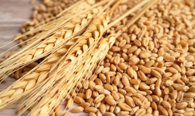 गेहूं खरीद में केंद्र के लिए चुनौती बने तीन भाजपा शासित राज्य, पंजाब पर बढ़ा दारोमदार