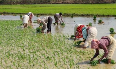 इस वर्ष कृषि वृद्धि दर घटकर 1.4% रहने का अंदेशा, अल नीनो और कमजोर मानसून से खरीफ पर बढ़ा संकटः ICRA