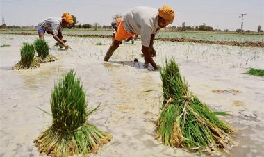 पंजाब में 5 दिन पहले शुरू होगी धान की बुवाई-रोपाई, नोटिफिकेशन जारी