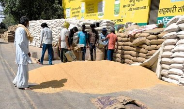 गेहूं पर सरकार की मुश्किलें बढ़ी, सरकारी खरीद पिछले साल के स्तर पर