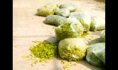 रतलाम में मिर्च का भाव ना मिलने से किसान हताश, सड़क पर फेंकी उपज