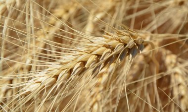 रिकार्ड उत्पादन के दावे के बीच क्यों बन रही गेहूं आयात की स्थिति