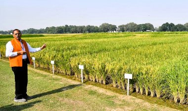 धान की सीधी बुवाई के लिए पूसा बासमती 1979 और 1985 किस्मों की बिक्री शुरू