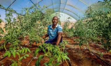 कृषि खाद्य प्रणाली से होता है 31% उत्सर्जन, नेट जीरो लक्ष्य के लिए इसे कम करना जरूरीः वर्ल्ड बैंक रिपोर्ट