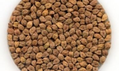 दालों में आत्मनिर्भरता के दावों के बीच चना का घटता उत्पादन, बढ़ती कीमतें और आयात का सहारा