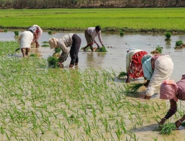 इस वर्ष कृषि वृद्धि दर घटकर 1.4% रहने का अंदेशा, अल नीनो और कमजोर मानसून से खरीफ पर बढ़ा संकटः ICRA
