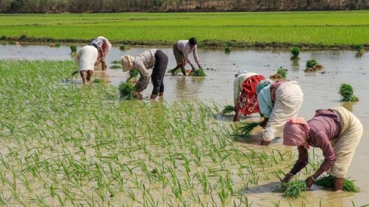 इस वर्ष कृषि वृद्धि दर घटकर 1.4% रहने का अंदेशा, अल नीनो और कमजोर मानसून से खरीफ पर बढ़ा संकटः ICRA