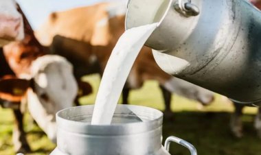 World Milk Day: 50 साल में 10 गुना बढ़ा दूध का उत्पादन,  8 करोड़ किसानों को मिल रहा लाभ