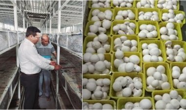 खारे भूजल के कारण छोड़ी गेहूं-सरसों की खेती, अब मशरूम की खेती से सालाना लाखों कमा रहा ये किसान