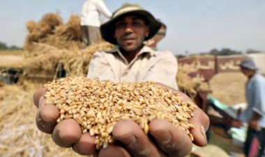 कुल खाद्यान्न उत्पादन में ग‍िरावट, गेहूं और चावल का उत्पादन बढ़ा