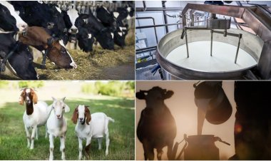 शुरू करना चाहते हैं डेयरी से जुड़ा बिजनेस, मिलेगा 90 फीसदी लोन, यहां करें आवेदन