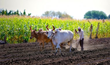 हरियाणा ने खेती-मजदूर जीवन सुरक्षा योजना के लिए आयु सीमा घटाई