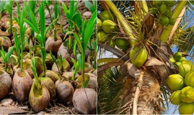 बिहार में करना चाहते हैं नारियल की खेती, महज 21 रुपये में मिलेगा पौधा, इस लिंक पर करें आवेदन