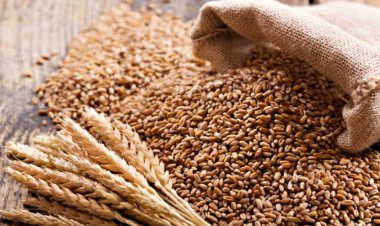 बंपर उत्पादन के बावजूद सरकार ने गेहूं पर स्टॉक लिमिट लगाई