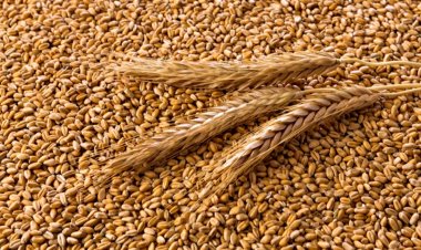 रिकॉर्ड उत्पादन आंकड़ों के बाद भी क्यों बढ़ रहे गेहूं के दाम