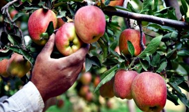 बारिश न होने से सेब की फसल पर संकट, भीषण गर्मी से ऐसे करें बचाव