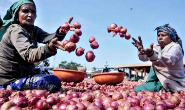 महाराष्ट्र में फिर गरमाया प्याज का मुद्दा, सरकारी खरीद में कम दाम पर उठे सवाल