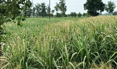 उत्तर प्रदेश में सन बर्न से झुलसी गन्ने की फसल, पैदावार प्रभावित होने की आशंका