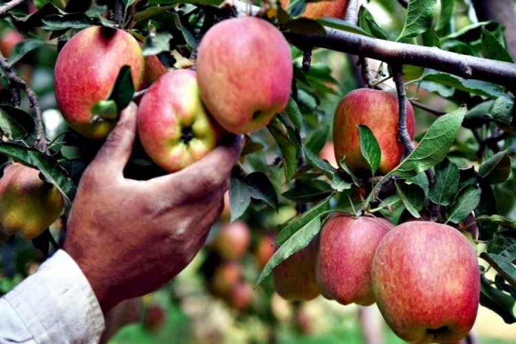 apple crop affected due to lack of rain farmers should avoid spraying ...