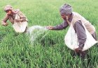 उर्वरक स्टॉक पिछले साल से बेहतर, युद्ध सप्ताह भर और खिंचा तो बढ़ेगा संकट, कंपनियों ने घटाया यूरिया उत्पादन