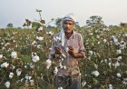 एमएसपी से 1500 रुपये नीचे तक बिक रही कपास, ड्यूटी फ्री आयात से किसानों को झटका