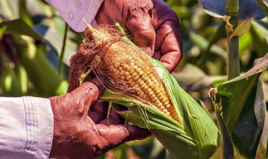 फसल विविधीकरण के लिए मक्का की खेती पर 6 हजार की वित्तीय सहायता देगी पंजाब सरकार