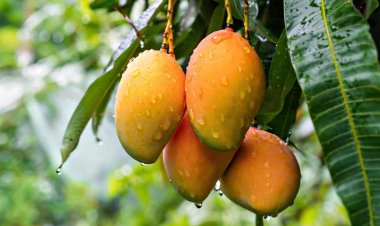 यूपी में आम की उन्नत किस्मों के पौधे 102 रुपये में मिलेंगे, किसान यहां करें संपर्क