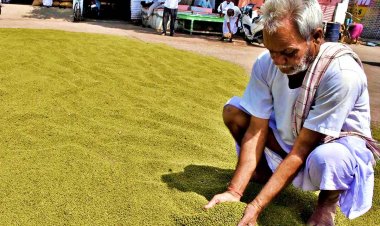 किसानों को नहीं मिल रहा मूंग की एमएसपी में बढ़ोतरी का फायदा