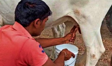 महाराष्ट्र के दूध किसानों को नहीं मिल रहा सब्सिडी का लाभ, कम दामों पर जारी है दूध की खरीद