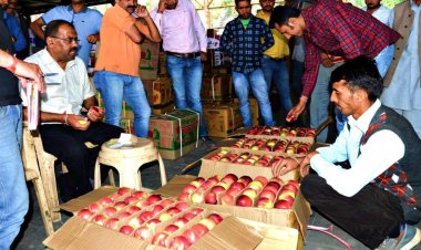 हिमाचल प्रदेश में फीकी रही सेब सीजन की शुरुआत, बागवानों को नहीं मिल रहा अच्छा दाम