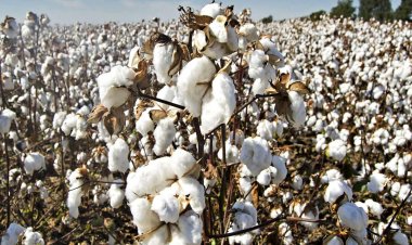 कपास पर फिर पिंक बॉलवर्म का प्रकोप, पंजाब में निगरानी के लिए 128 टीमें गठित