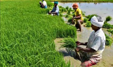 धान-मोटे अनाज की बुवाई सामान्य क्षेत्र से आगे, कपास का रकबा 9 फीसदी से अधिक घटा