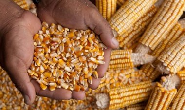 मक्का के शुल्क मुक्त आयात के लिए पशुपालन व डेयरी सचिव ने खाद्य सचिव से की सिफारिश