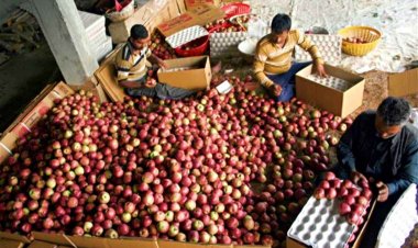 हिमाचल में एमआईएस के तहत नहीं बढ़ा सेब का समर्थन मूल्य, 12 रुपये ही रहेगा दाम