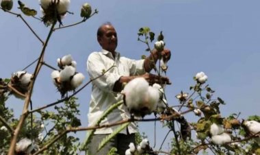 कपास का ड्यूटी फ्री आयात 31 दिसंबर तक बढ़ाया, दांव पर किसान हित
