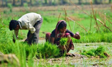 धान की बुवाई का रकबा सामान्य से अधिक, लेकिन कपास का क्षेत्र नौ फीसदी से अधिक घटा