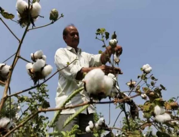 पांच साल में 17% घटा कपास उत्पादन, कच्ची कपास का आयात 80% से अधिक बढ़ा