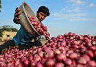 उत्पादन लागत से भी कम हुए प्याज के दाम, किसानों का बढ़ा संकट, निर्यात सब्सिडी बढ़ाने की मांग