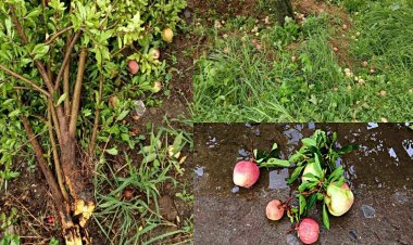 सेब पर मौसम की मार, पहले सूखा, अब बारिश का कहर