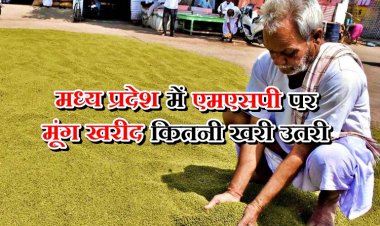 मध्य प्रदेश के मूंग किसानों का बढ़ा संकट, स्लॉट बुक न होने से एमएसपी पर उपज बेचना मुश्किल