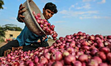 देश में प्याज का उत्पादन 20 फीसदी घटा, वित्त वर्ष 2023-24 में उत्पादन 242 लाख टन रहा   