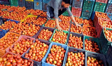 टमाटर की कीमतों में गिरावट शुरू, किसानों के लिए 400 से 600 रुपये प्रति क्रेट रह गया दाम